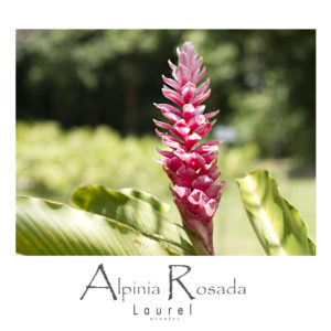 Alpinia Rosada