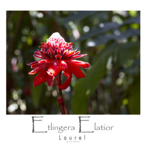 Etlingera Elatior