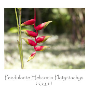 Pendulante Heliconia Platystachys