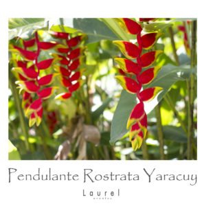 Pendulante Rostrata Yaracuy