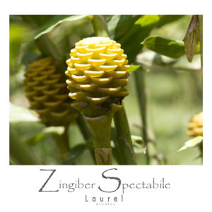 Zingiber spectabile