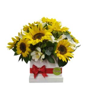 Caja de Girasoles