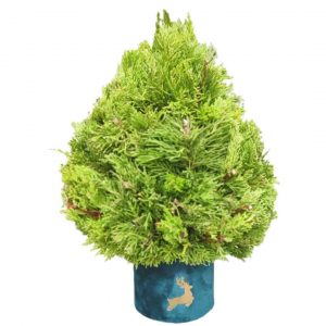Arbol de Navidad Natural