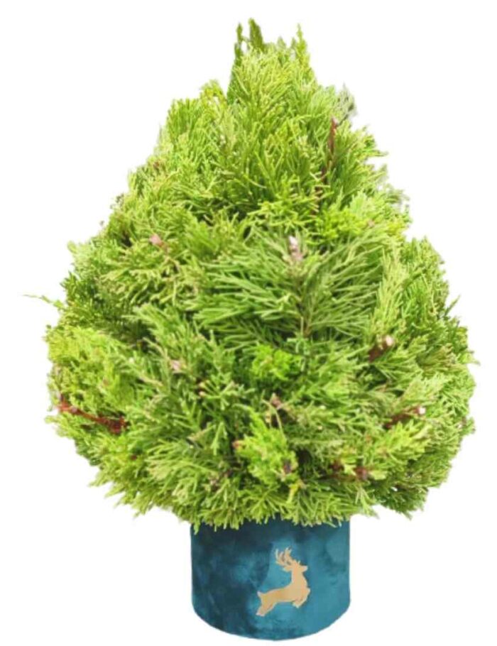 Arbol de Navidad Natural Arbol de Navidad Natural