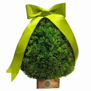 Arbol de Navidad Natural